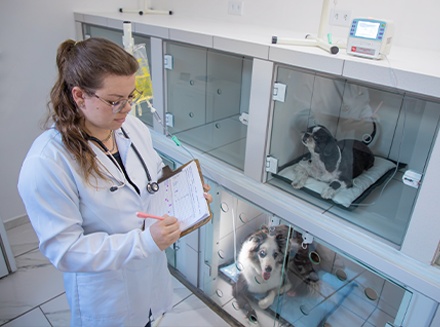 Internamento Veterinário