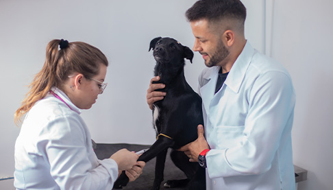 Clínica Veterinária